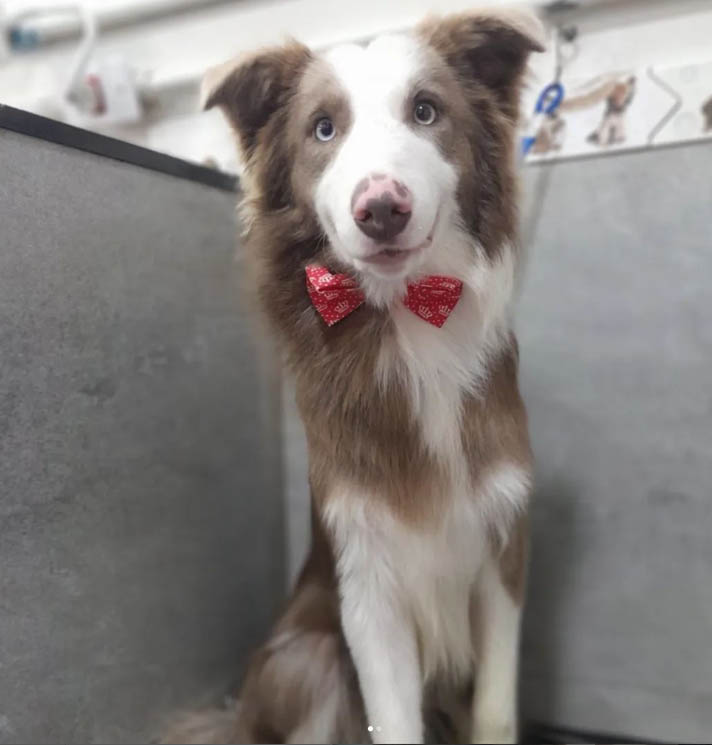 Border Collie no Banho