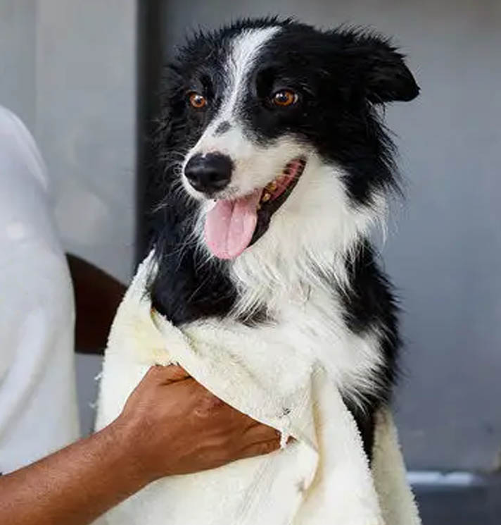Border Collie tomando banho