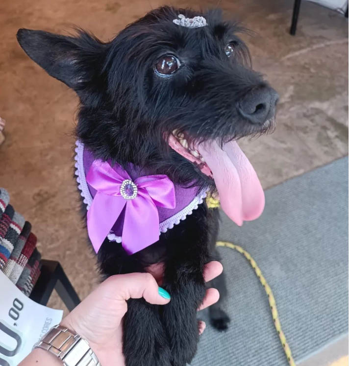 Cão preto banho com gravata