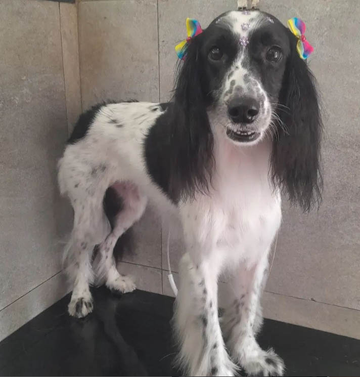 Cocker no Pet Shop Banho