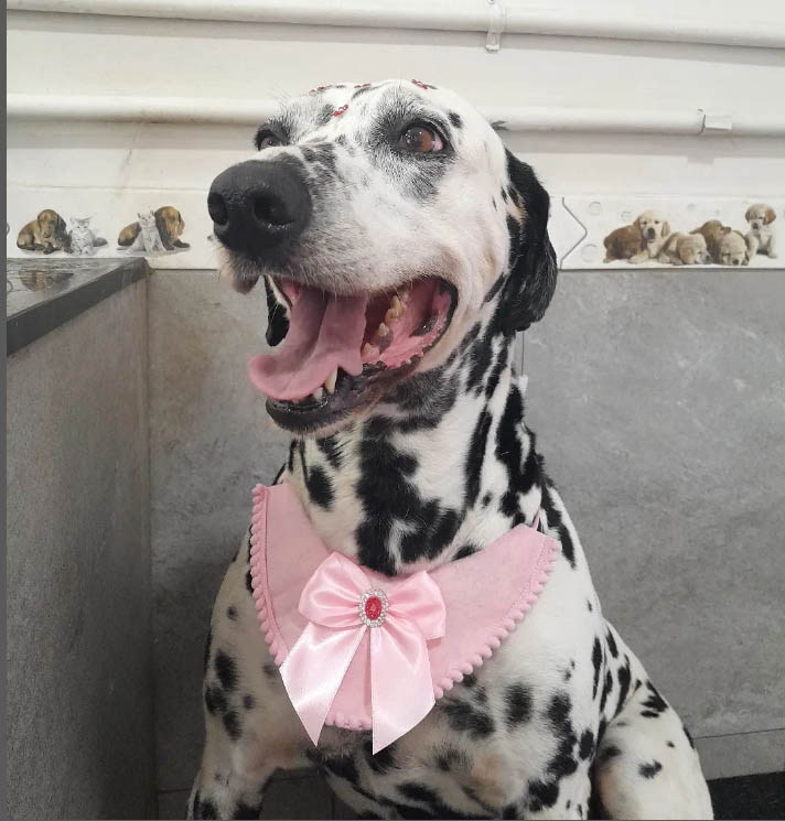 Dalmata banho com gravata