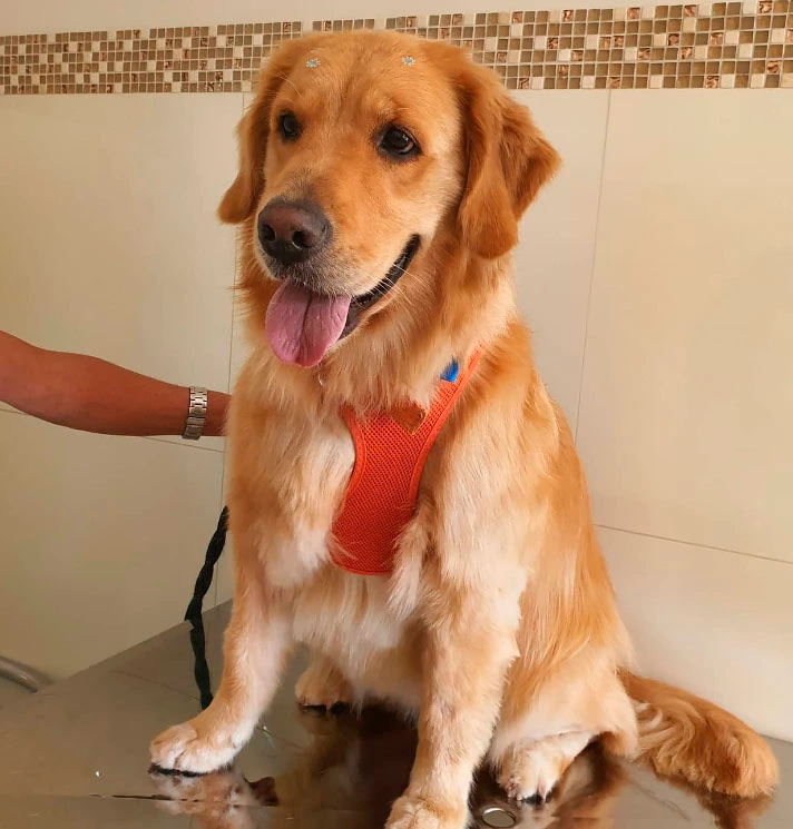 Golden no Pet Shop Vet Certo