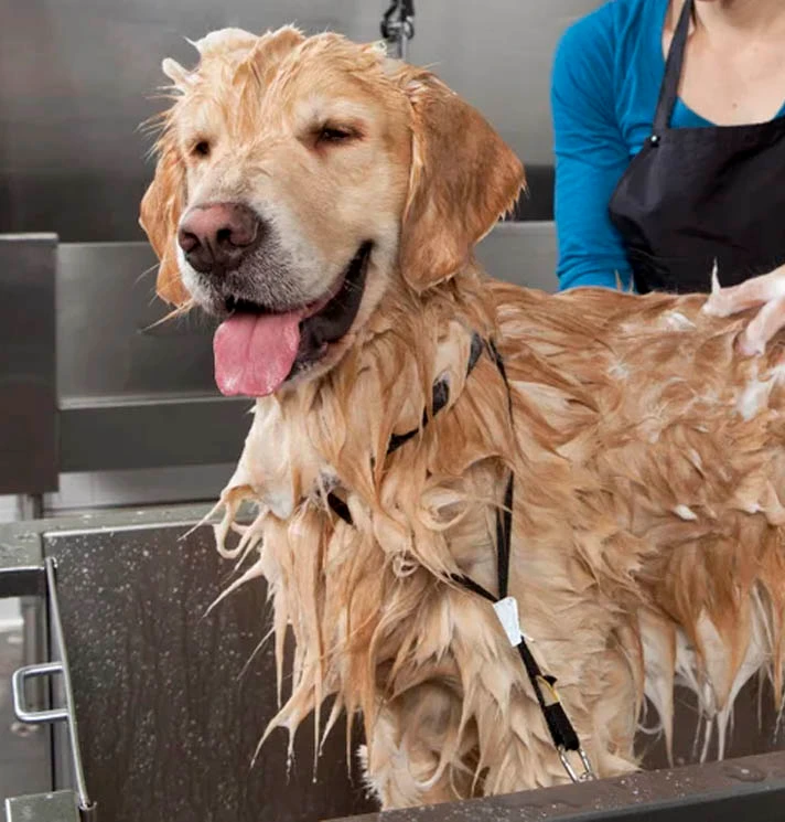 Golden retriever tomando banho