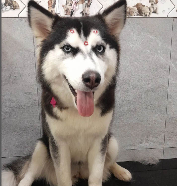Husky no Babho